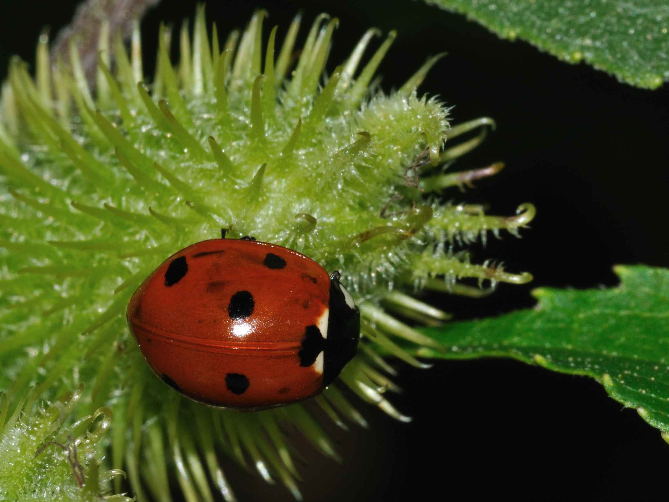 Coccinella septempunctata